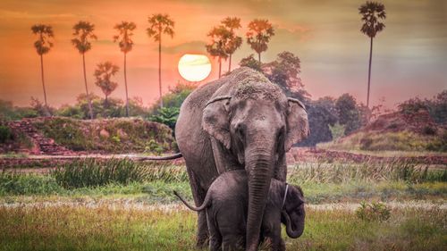 Pack Your Bags, Sri Lanka's VISA for Indians Is Now Free